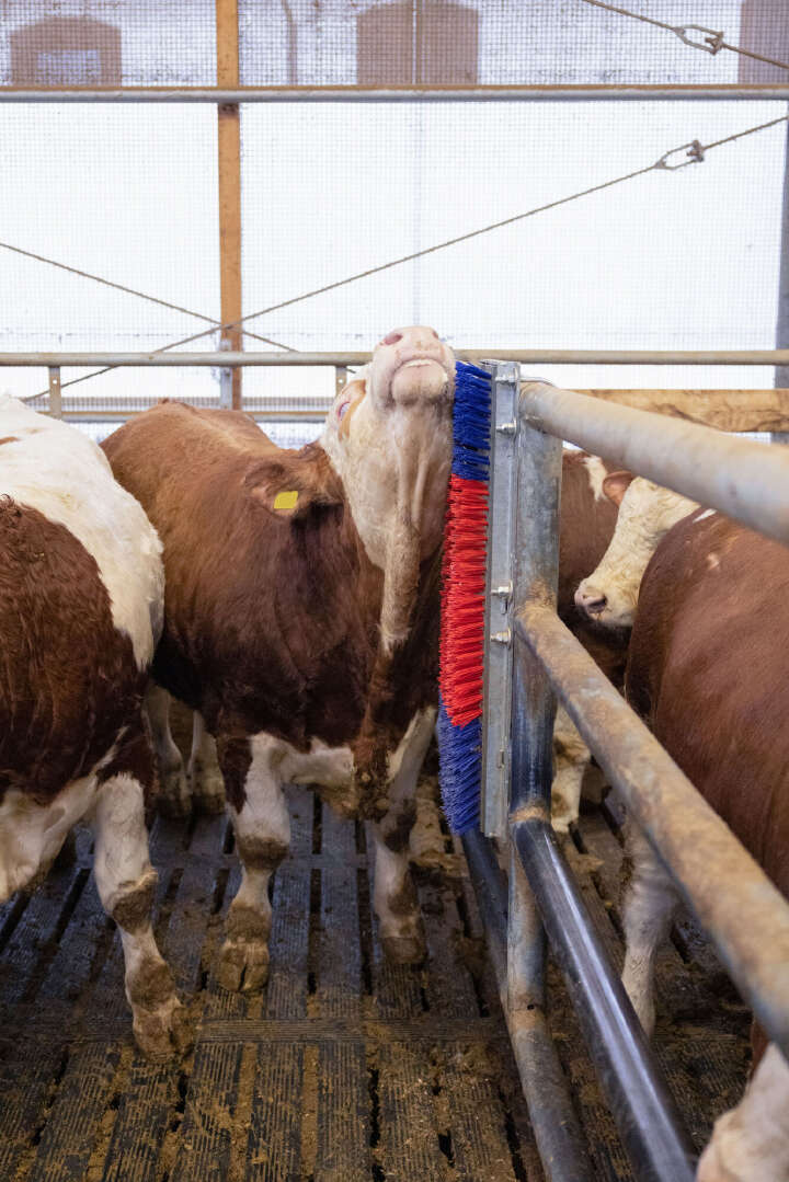 HAPPYCOW Kratzbürste Bully